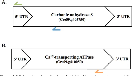 Figure 2.2 Primer locations for three individual insertion mutants used for detection of SEC  capture using PCR and quantitative PCR