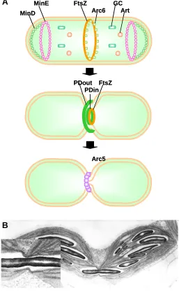 Fig. 5. Plastid division. outer; PDin, plastid division ring, inner; GC, giant chloroplast; Art, Artemis.apparently being subjected to constriction from the plastid division andknown components of the division machinery