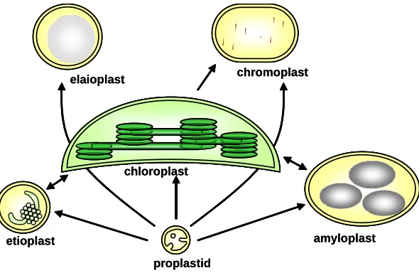 Fig. 1. Diversity of plastid types and their interconversions. centre of the figure to signify their evolutionary role as ancestors of all other plastid types,Chloroplasts occupy thealthough during ontogeny all plastids derive from embryonic proplastids.