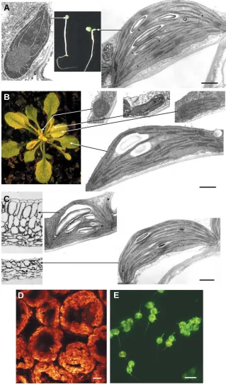 Fig. 2. Developmental or environmental influences  leaf (left) develop as a thickµthe plastids