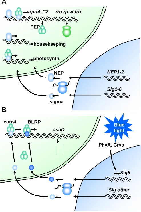 Fig. 3. Plastid genome expression. (A) Photosynth.: photosynthesis. encoded RNA polymerase