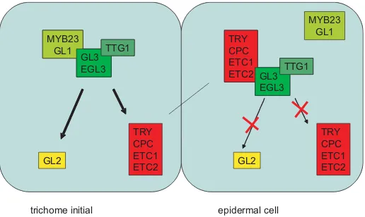 Fig. 2. Patterning Model. Activators of trichome fate are depicted in greenmove into neighboring cells, where they block the activity of the activatingtrichome cells the inhibitors are activated by the activating complex andshades, inhibitors are in red
