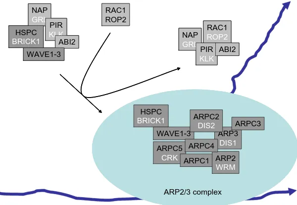 Fig. 3. Regulation of actin by the Arp2/3 complex. (Explanation in the text). The growingactin strands are depicted in blue, arrowheads indicate the growth direction
