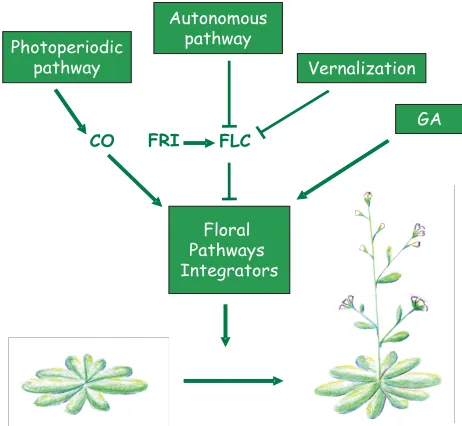 Fig. 1. Main pathways reaching Floral Pathways Integrators