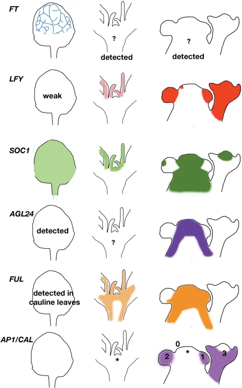 Fig. 2. Rough expression patterns of some integrators and some other
