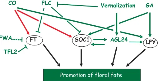 Fig. 3. Gene regulatory network around Floral Pathway Integrators.