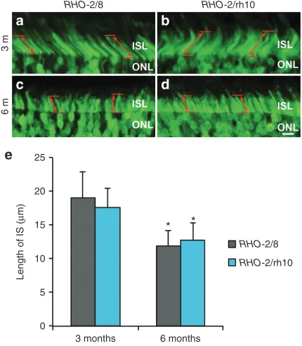 Figure 2 Immunohistochemical analysis of RHO expression in RHO-2/8 and RHO-2/rh10 transduced retinas in Rho–/– mice