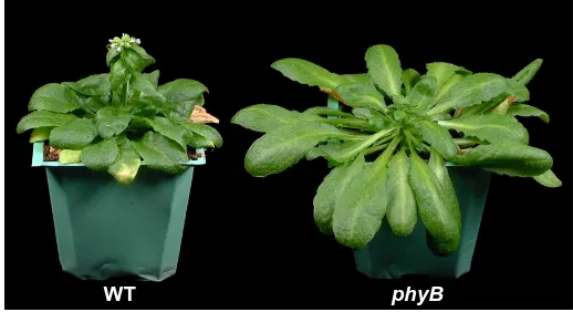 Fig. 2. The early-flowering phyB  phenotype is temperature-depen-dent. at 16flower earlier than wild type plants