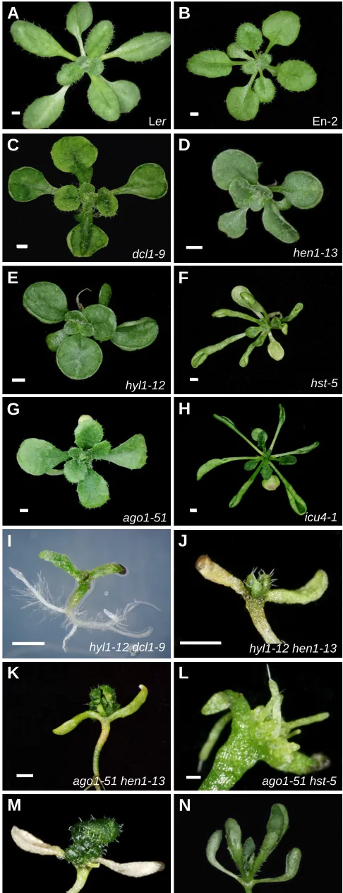 Fig. 1. Perturbation of the miRNA pathway causes aberrant rosetteand leaf morphology.caused by loss-of function mutations in the that damages the miR166 binding site of 25 (M), 26 (C) and 37 (K) days after sowing
