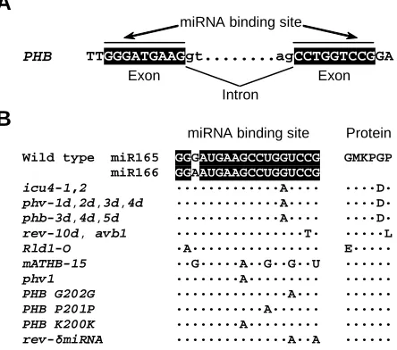 Fig. 2. Nucleotide changes within the miR165/166 binding site of HD-Zip III genes. (A)from Ochando transgenes of HD-Zip III gene family members from (2003), Zhong and Ye (2004), Juarez affecting the miR165/166 binding site