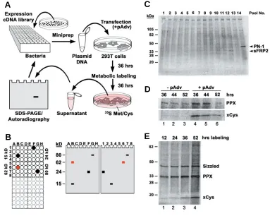 Fig. 1. Secretion Cloning: a novelBC(A)ADpositive clone is identified, when the bands in two lanes have the same molecular weight as the original pool