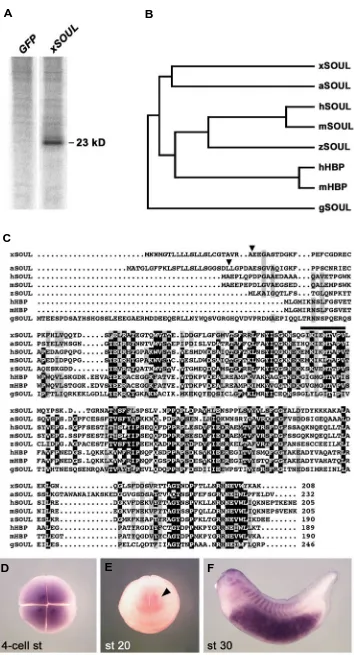 Fig. 4. xSOUL is a novel secreted protein ofthe SOUL/Heme-binding protein family.ber in the plant is most closely related to a derived family mem-proteins have been considered