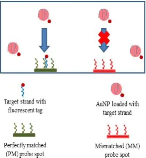 Figure 2.  Schematic diagram of single base-pair discrimination of AuNP-targets 