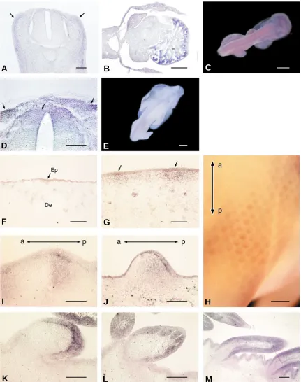 Fig. 1. Expression pattern of Hex  mRNA during feather development as revealed by in situ  hybridization