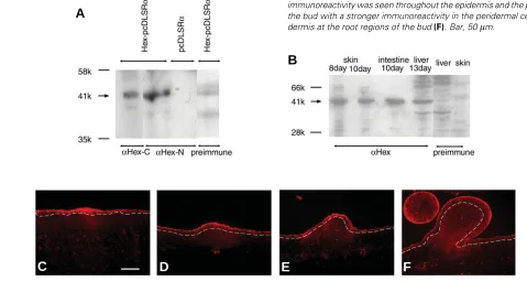 Fig. 3. Western blot and immunohistochemical staining of Hex pro-tein during feather development.activity at the placode observed through the epidermis and the dermis with a stronger immunore-dermis at the root regions of the bud antiserum followed by Cy3-