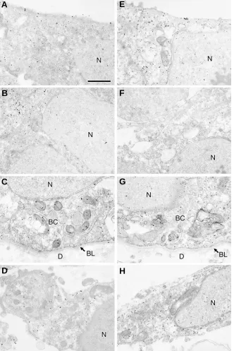 Fig. 4. Immunoelectron microscopic study of featherimmunoreactivity in the cytoplasm acids of mouse Hex mis and the dermis in the bud at 10 days with strongernucleus