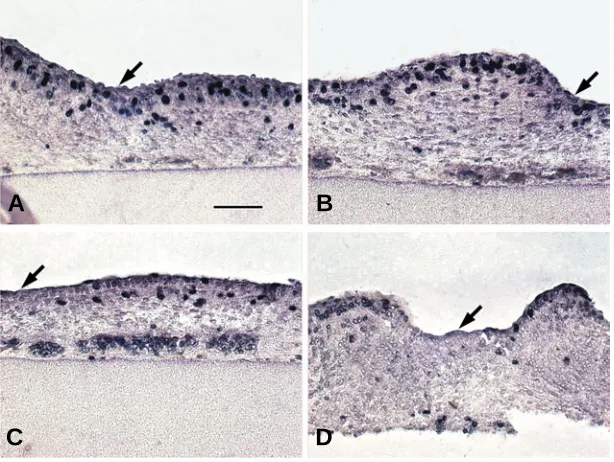 Fig. 2. Stimulation of epidermal cell proliferation in the interbud region of Hex-