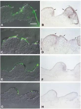 Fig. 4. Increase in βββββany, in pEGFP-transfected skin fusion protein was expressed (arrows in A,C), although expression was seen at the lateral of the short bud region (arrows in -catenin mRNA in Hex-transfected skin as revealed by in situhybridization