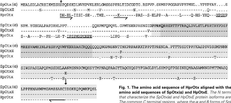 Fig. 1. The amino acid sequence of HprOtx aligned with the completeααααα