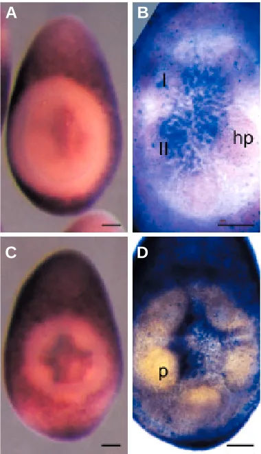 Fig. 2. HprOtx expression in gastrulae (A,B,C) and early vestibula larvae