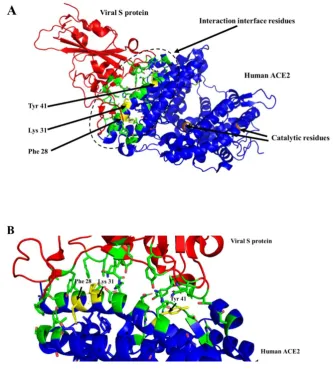 Figure 1. Modeling of the interaction of SARS-CoV-2 protein S (red) with ACE2 receptor (blue)