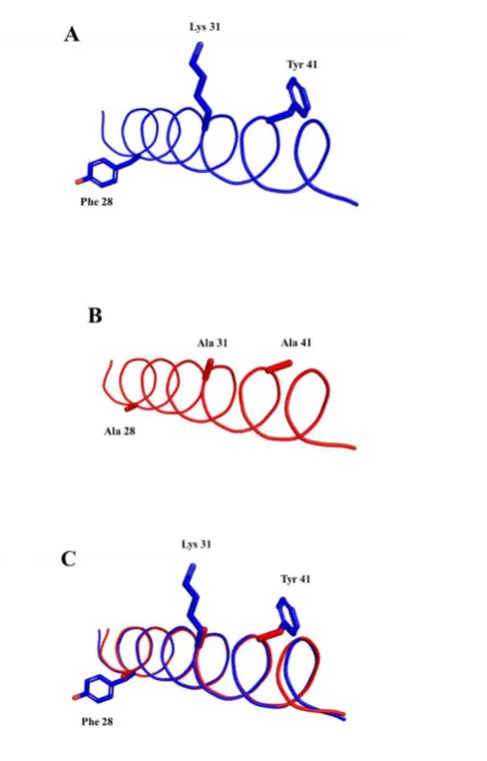 Figure 2. Modeling of the ACE2 N-terminal alpha-helix. In blue is represented the wild type ACE2 N-terminal alpha-helix (A), in red the edited ACE2 N-terminal alpha-helix (B) and the superposition of the two structures (wild type and edited) (C)