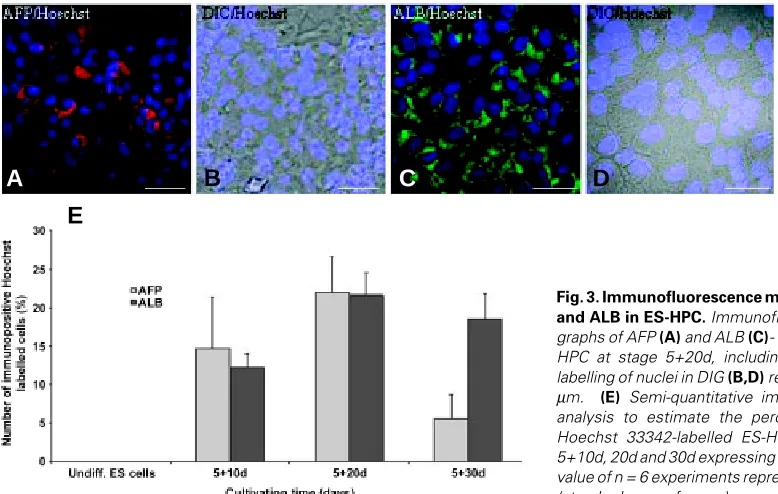 Fig. 2. and development. Expression profiles of several transcription factors at key stages of liverExpression patterns for the following TFs are shown in the graph: HNF-1αβ, HNF-3α and β, HNF-4α, HNF-6 and C/EBPα and β