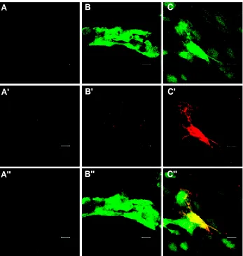 Fig. 4. GFP positive cells are also positive for other cardiac markers. Cells aggregated in thevisible alpha actinin expression microscopy