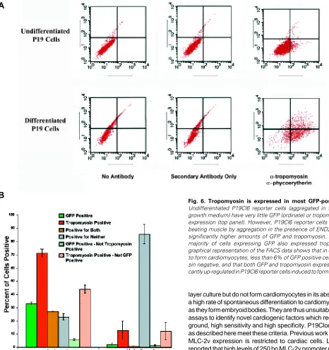 Fig. 6. Tropomyosin is expressed in most GFP-positive cells. (A)