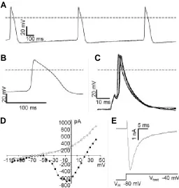 Fig. 7. Electrophysiological characterization of P19Cl6 #1-23 derived