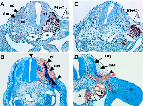 Fig. 1 (Left). The different chick skin pterylae. Modified from Mayerson and Fallon (1985)