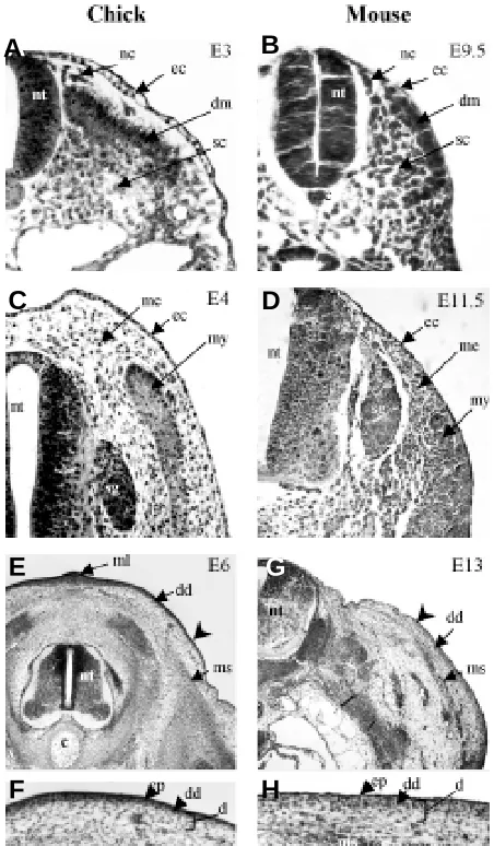 Fig. 4. Formation of dorsal chick and mouse skin. Transverse sectionsthrough the thoracic region