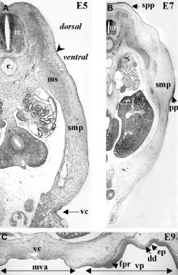Fig. 6. Origin-specific differentiation of dorsal skin at 11 days in chickembryos, following grafting of ectopic mesoderm at 2 days of(spp) respectively