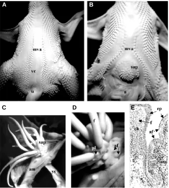 Fig. 8. Production of a supplementary pteryla in the midventral apterium and in the amnionVentral view of an 11-day control embryo showing the midventral apteriummouse (mo) dermis