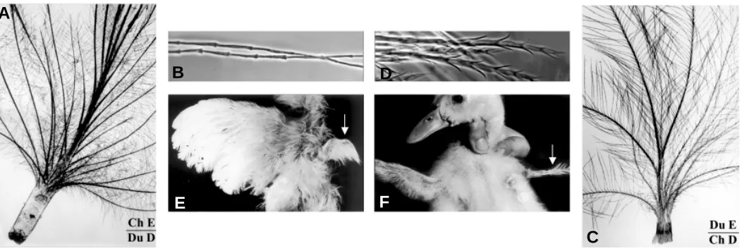 Fig. 5. Chimeric neoptile feathers produced by heterospecic duck/chick forelimb ectoderm/ mesodermal pulp recombinants