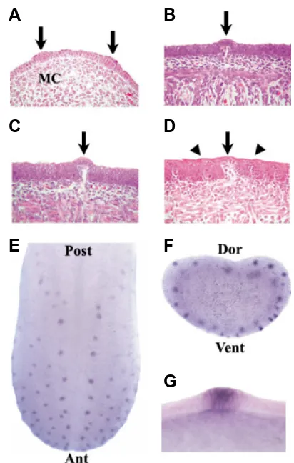 Fig. 2. Morphogenesis and expression of Shh during fungiform papil-(C) (E) After whole mount in situ hybridization, Shh expression can beline indicates frontal vibratome section in (F) (Ant, anterior; Post, posterior).The expression pattern of Shh in the f