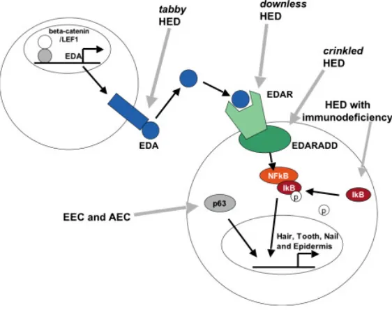 Fig. 2. A pathway to hypohidrotic ectodermal dysplasia. In the mouse, there