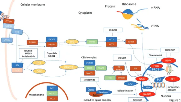 Figure 1.  Molecular pathways in DLBCL and possible therapeutic targets for small molecule inhibitors