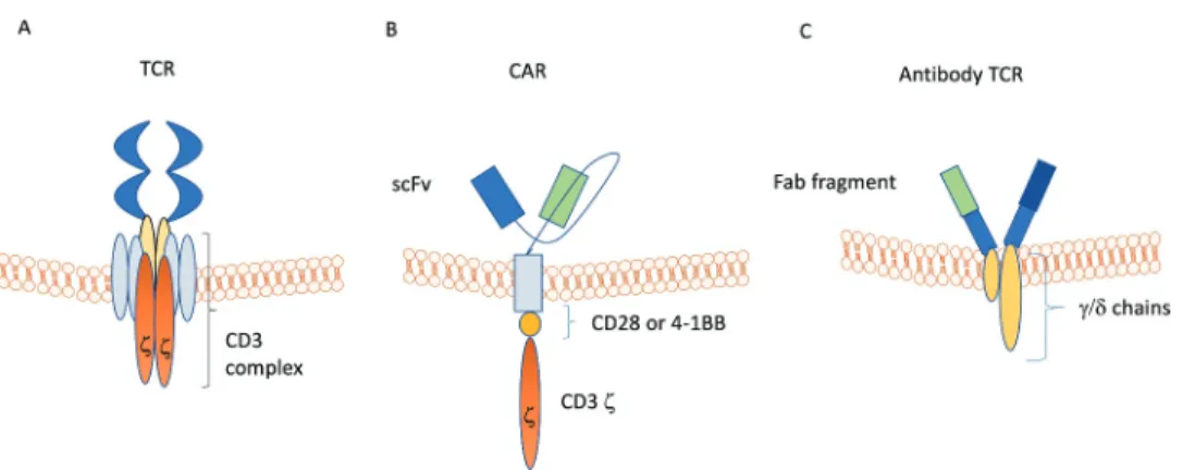 Figure 3.  Schematic views of normal T cell receptor (TCR), chimeric antigen receptor (CAR), and antibody TCR