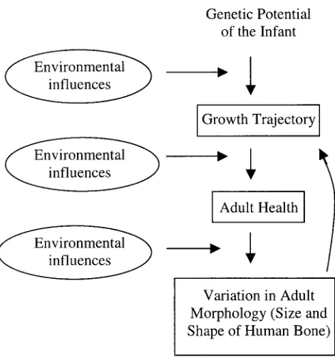 Fig. 1.Model predicting effects of changes in patterns ofsubsistence and social hierarchy on adult body size and shape.