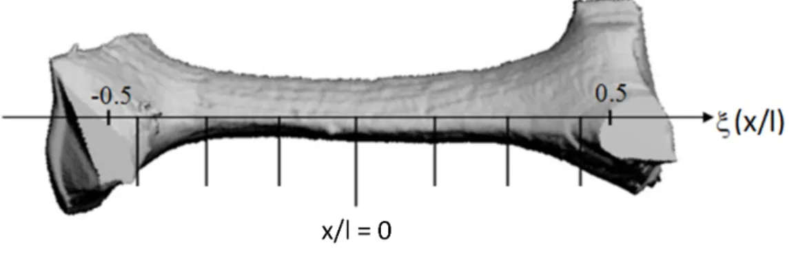 Figure 4. An illustration of the axial thickness variation along the strut length for a foam made by Energy Research and Generation (ERG) [34].