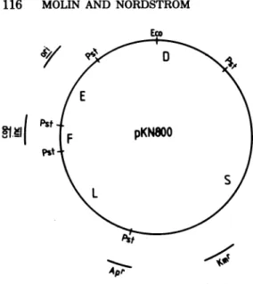 FIG. 5. Restriction enzyme map of plasmid pKN800. The map was obtained as described 