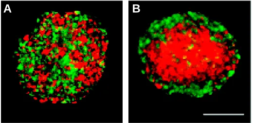 Fig. 2. Sorting-out of cells expressing the same cadherin. Equal