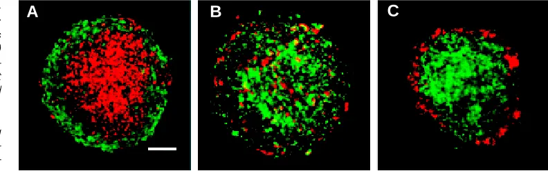 Fig. 4 (Left). Heterocadherin-mediated cell sorting. Aggregates containing equal numbers of L cells expressing B-cad (green) and R-cad (red)Duguay et al