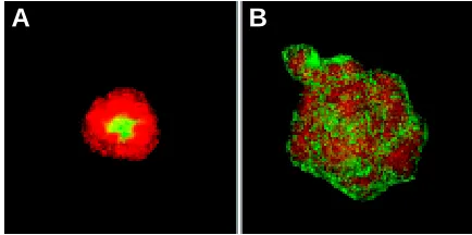 Fig. 8. Cell sorting in prostate cancer. Sorting of the non-invasivecontrast to MLL and Rat 2 cells which remain intermixed over the sameover 24 hours with the Rat 2 cells occupying the internal position (A)