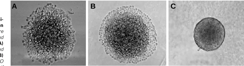 Fig. 10. N-cadherin mediated inhi-