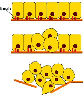 Fig. 1. Steps of epithelial-mesenchymal transition. Epithelial cellssuch as integrins