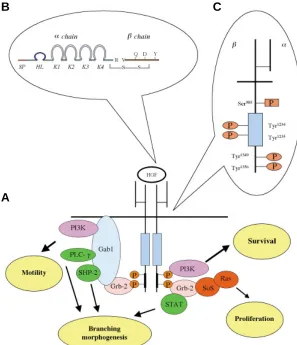 Fig. 3. Graphic representation of cellular scatter induced by HGFstimulation. after 48 h treatment with HGF A colony of hepatic cells is depicted in basal condition (A) and(B).