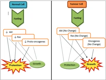 Fig. 1: Normal cells lead to specific changes during fasting leading to better protection and minimal growth while cancer cells do not change at all and hence, they do not get protected against chemotherapy which leads to their destruction