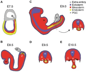 Fig. 1. Germ cell migration in the mouse. The behavior of PGCs can be divided into six stages based ontowards the anterior or posterior